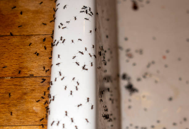 Best Best Pest Control Companies  in Glencoe, FL