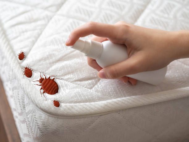 Best Insect Control  in Glencoe, FL