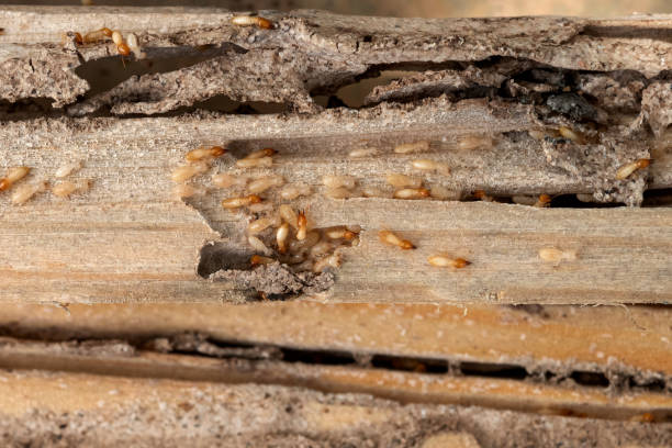 Best Pest Removal Services  in Glencoe, FL